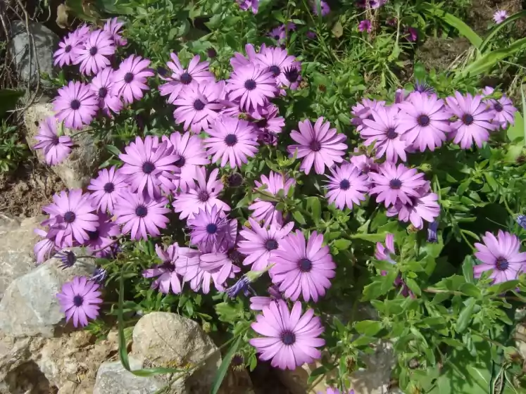Ferienhaus auf Sa figuera blanca, Búger