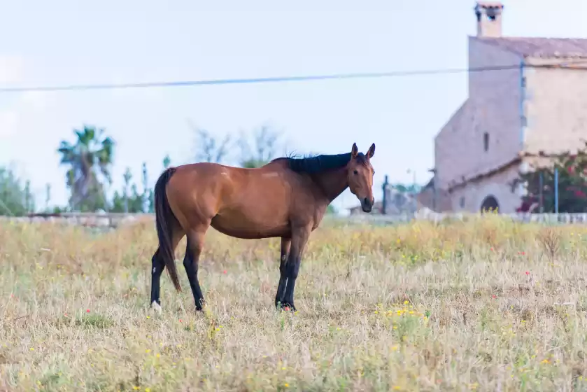 Ferienhaus auf Sa vinyota, Llubí