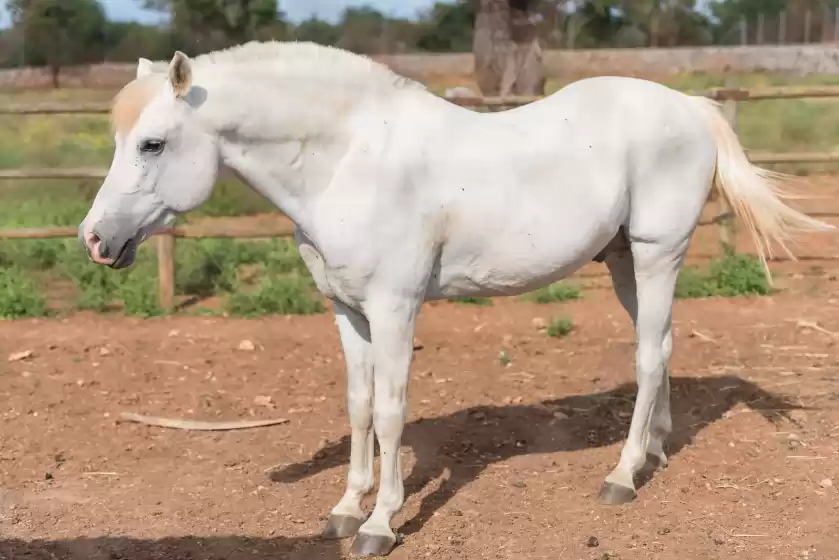 Ferienhaus auf Sa vinyota, Llubí