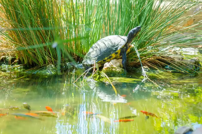 Ferienhaus auf Can rosillo, Llucmajor
