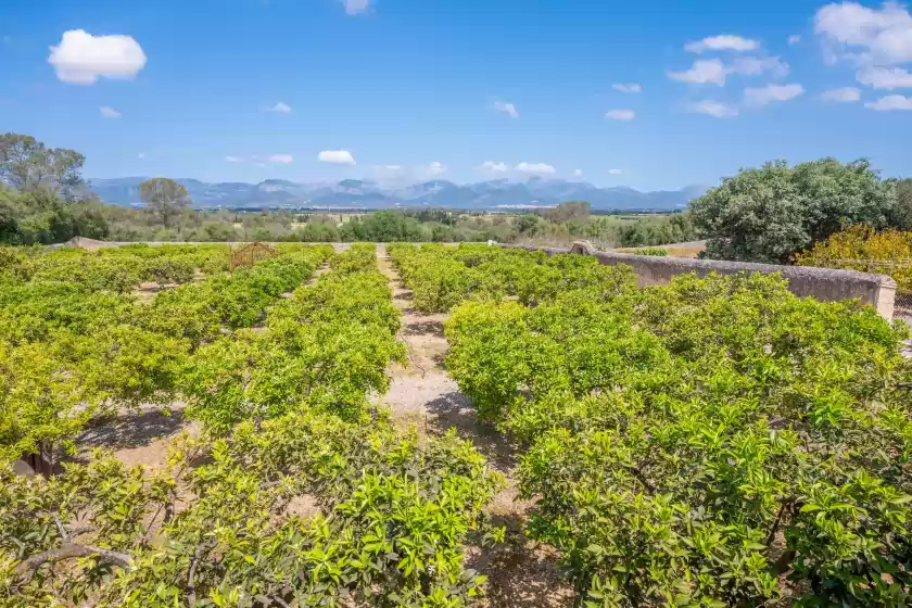 Alquiler vacacional en Son real, Sencelles