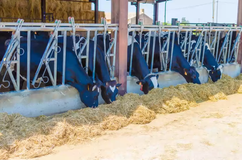 Location de vacances à Sa caseta de ses vaques.son covas (sa vaqueria 2), Campos