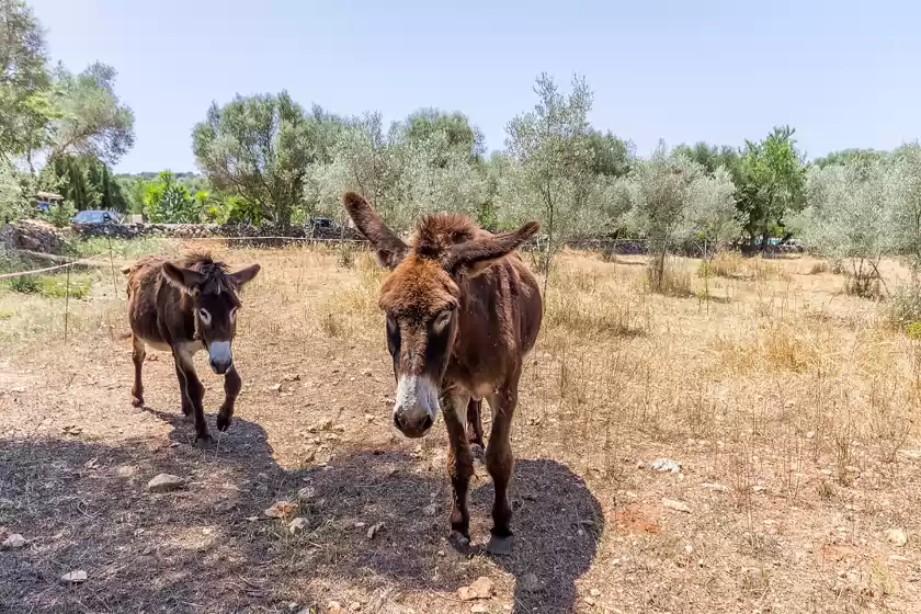 Holiday rentals in Can pina - eco pina -, Costitx