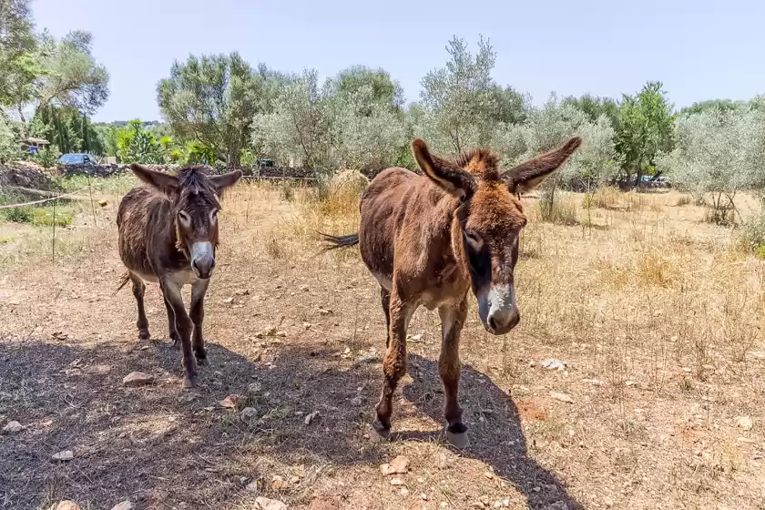 Alquiler vacacional en Can pina - eco redonda 1 -, Costitx