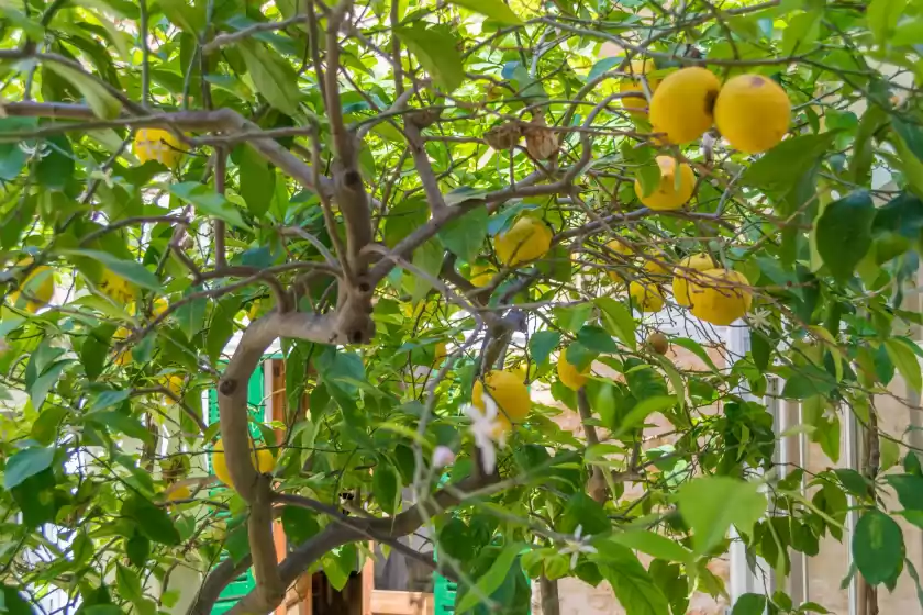 Location de vacances à Ca sa tia bel, Alcúdia
