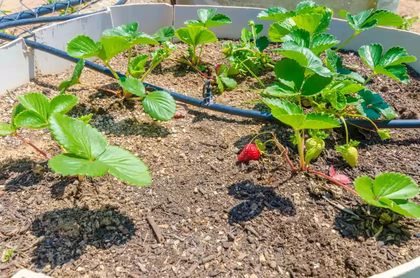 Location de vacances à La cigarra can carrasco, Son Macià