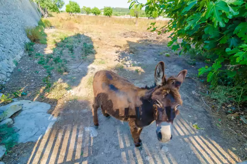 Ferienhaus auf Finca son costa, Montuïri