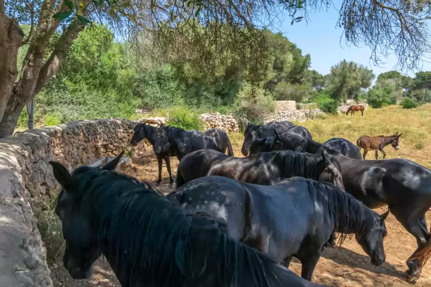 Ferienhaus auf Talaia d'artrutx, Ciutadella