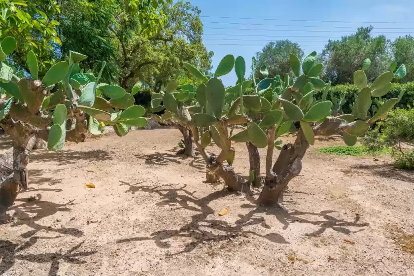 Ferienhaus auf Casa angela, Capdepera