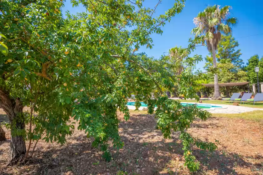 Location de vacances à Son figuerola, Inca