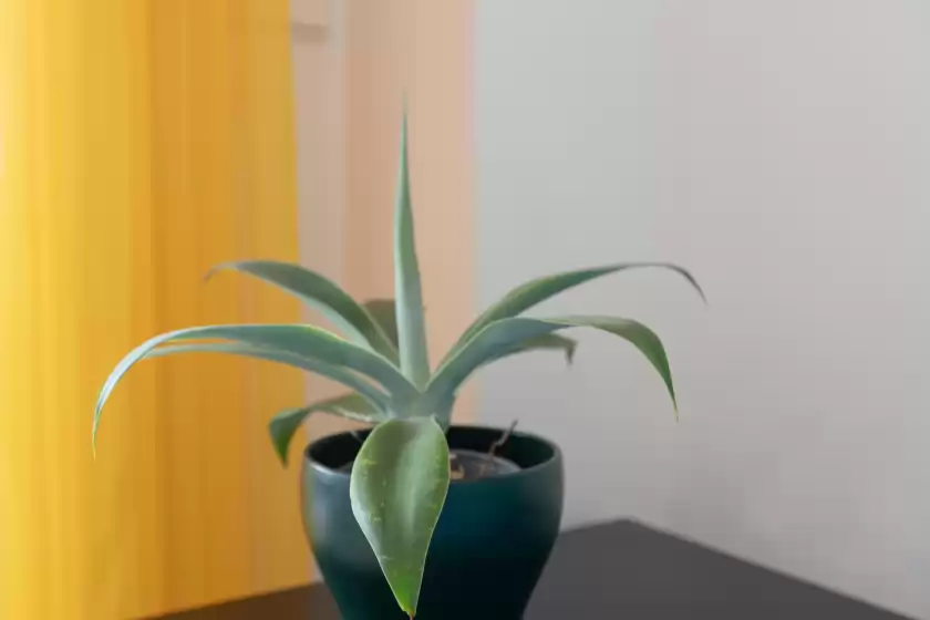 Location de vacances à Marina de la duquesa 805, Manilva