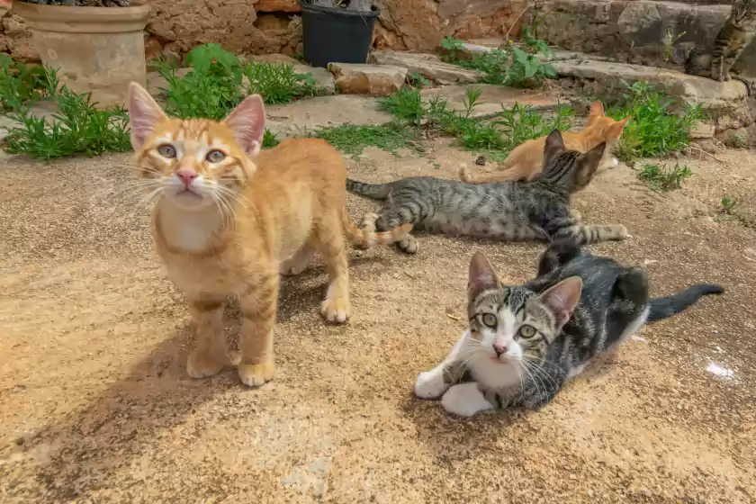 Location de vacances à Son mayol 2, Son Mesquida