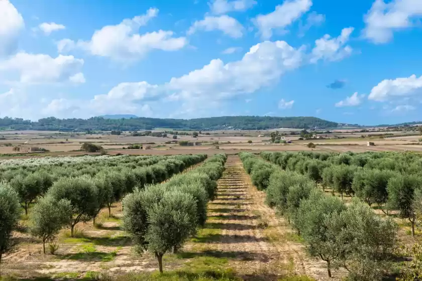 Location de vacances à Gossalba - torreo, Sant Joan