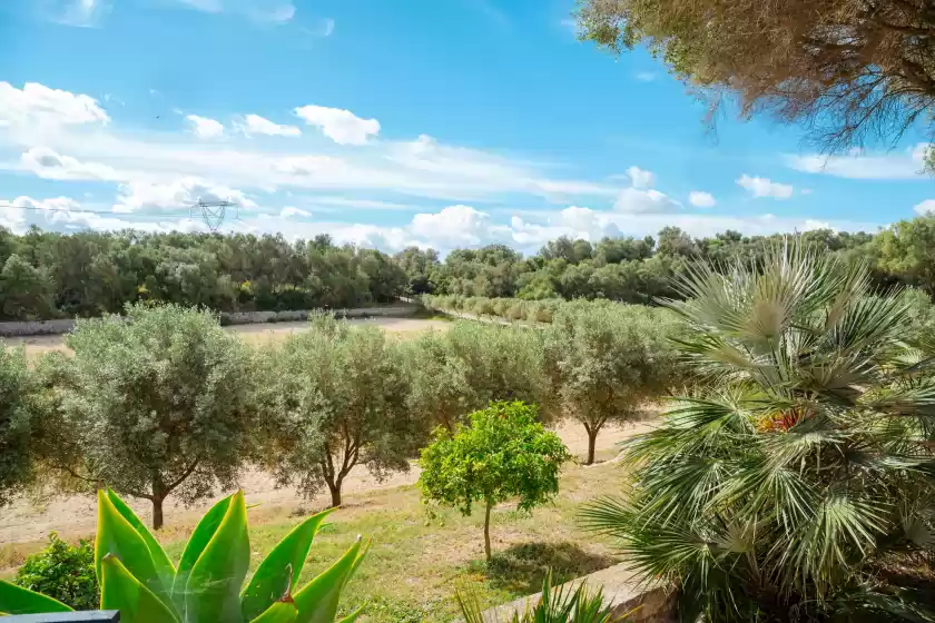 Alquiler vacacional en Son burguet, Llubí