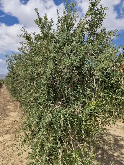 Alquiler vacacional en Casa vino, Pozo del Esparto