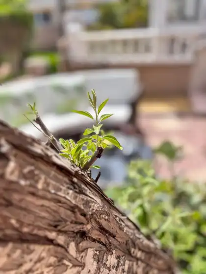 Alquiler vacacional en Casa villamartin, Orihuela Costa