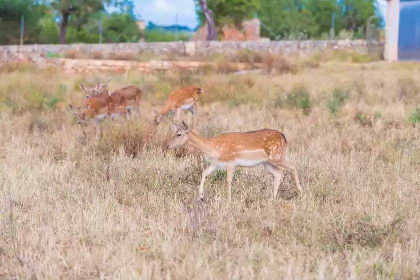 Holiday rentals in Sa vinyota, Llubí