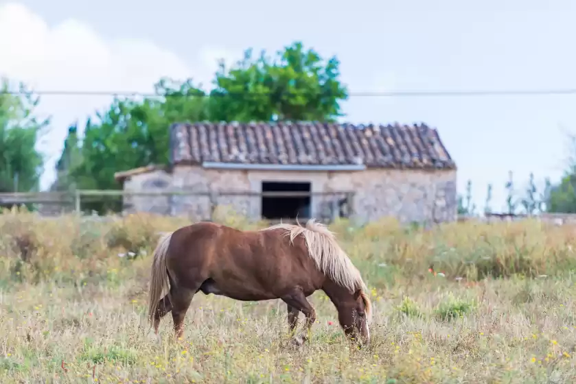 Holiday rentals in Sa vinyota, Llubí