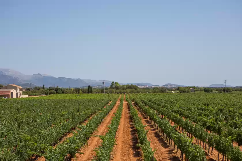 Ferienunterkünfte in Es blanquer de na fani, Binissalem