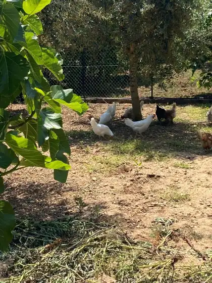 Alquiler vacacional en Can pereó, Selva