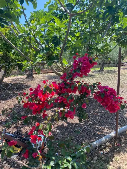 Alquiler vacacional en Can pereó, Selva