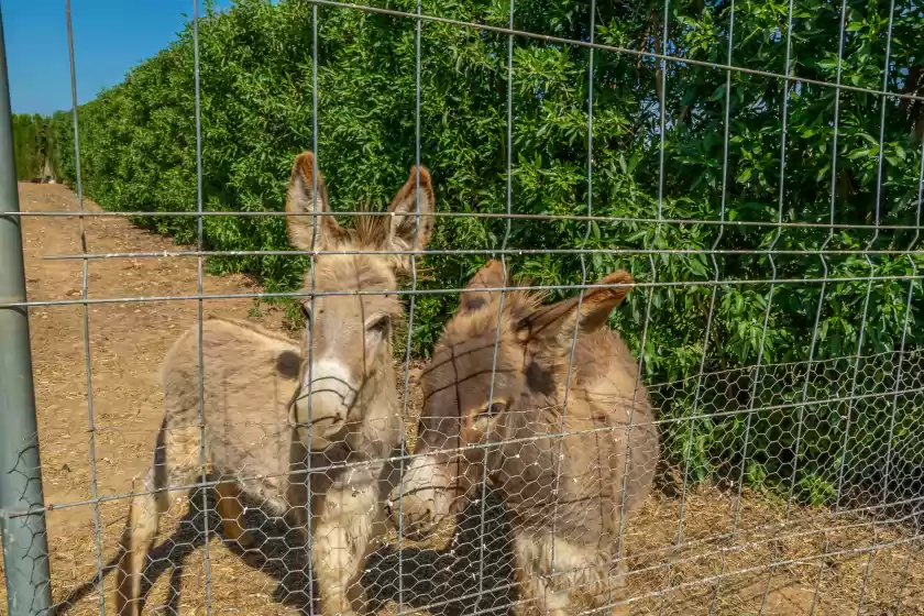 Alquiler vacacional en Son ferragut can corme, Sa Pobla