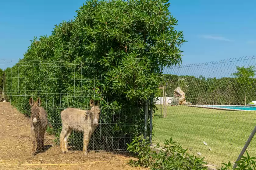 Alquiler vacacional en Son ferragut can corme, Sa Pobla