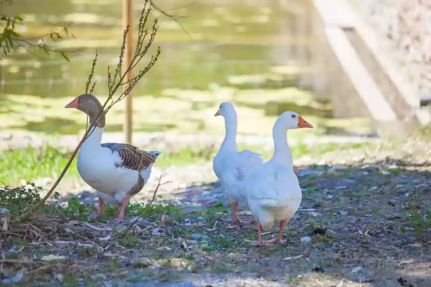 Alquiler vacacional en Agroturismo son not (son not a), Artà