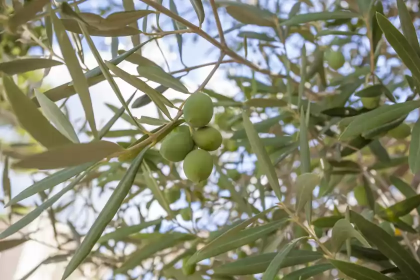 Alquiler vacacional en Ombra de pins, Son Serra de Marina