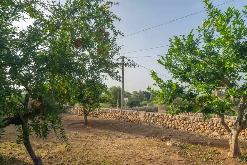 Alquiler vacacional en Son indiot, Algaida