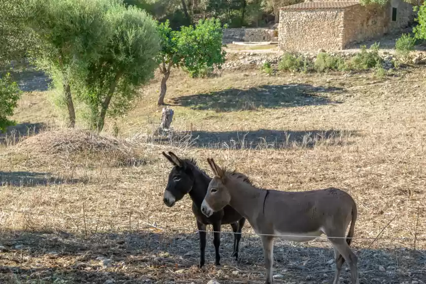 Ferienunterkünfte in Son esquerrà, Felanitx