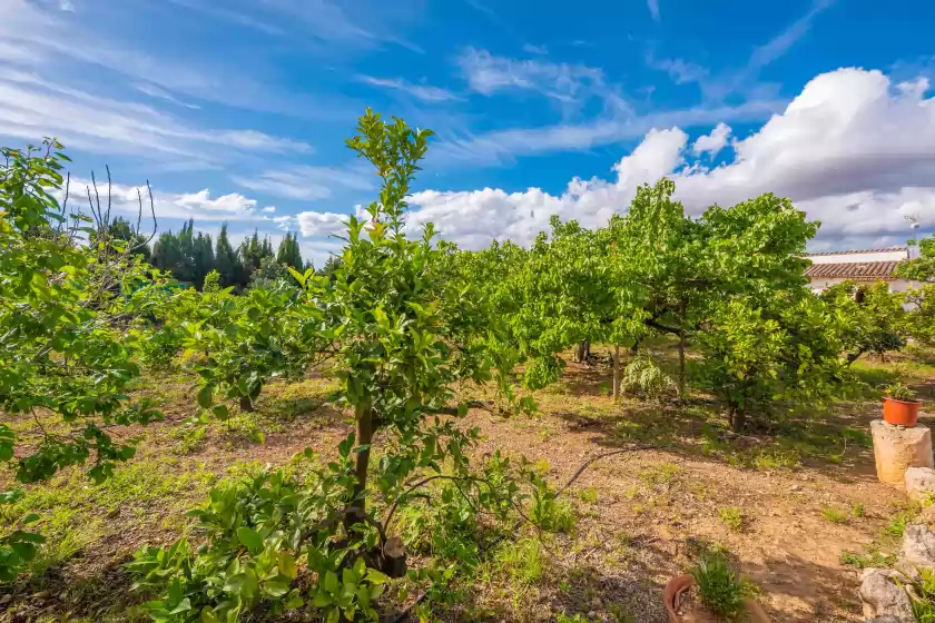 Holiday rentals in Can pintat (llubí), Llubí