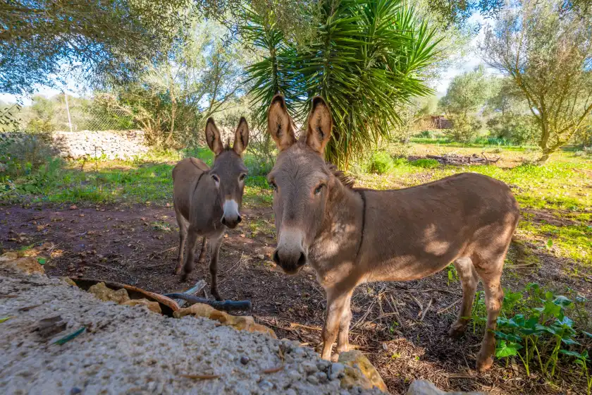 Alquiler vacacional en Calderitx, Ariany