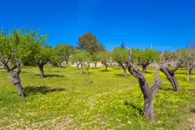 Inca, Mallorca